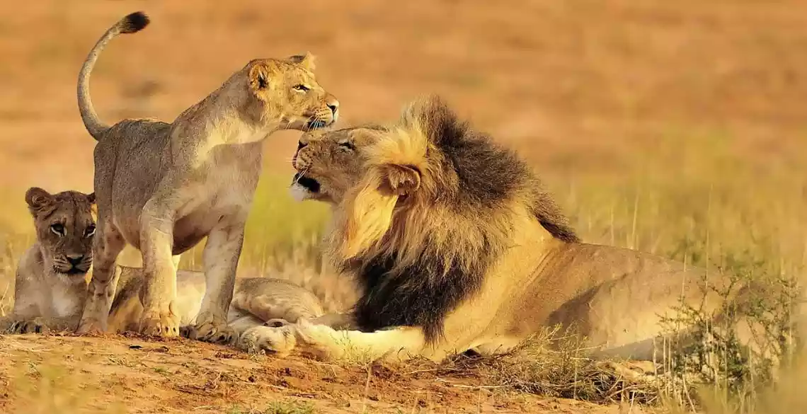 Mikumi National Park: Experience the Majestic Lion and its Cubs in the Serene Dry Season with JM Tours