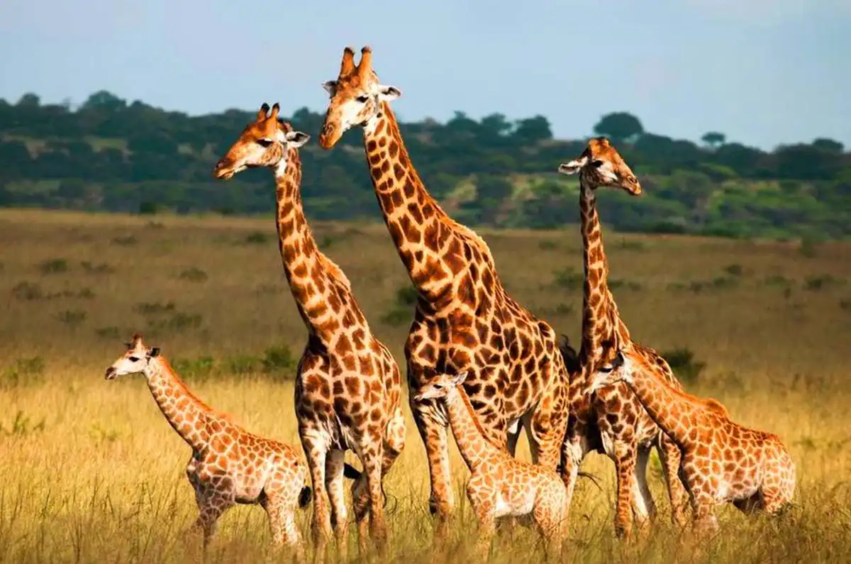 Graceful Giraffes at Arusha National Park - JM Tours