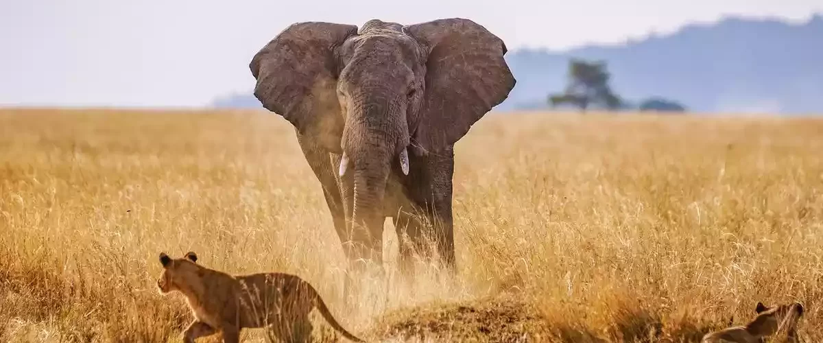 Elephant and Wild Dog encounter in Serengeti National Park, Tanzania.