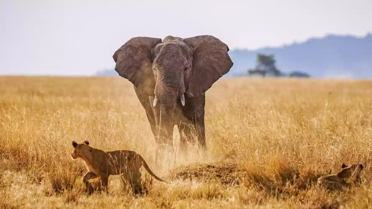 Elephant and Wild Dog encounter in Serengeti National Park, Tanzania.