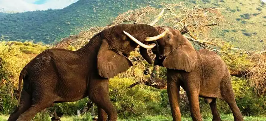 Heartwarming elephant kisses in Selous Game Reserve – Embrace the rich wildlife diversity of Tanzania.