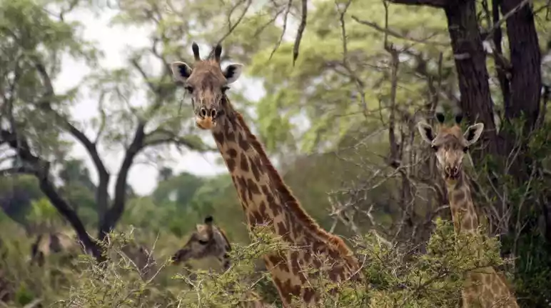 Giraffes and Impala in Selous Game Reserve – A stunning wildlife encounter in Tanzania.