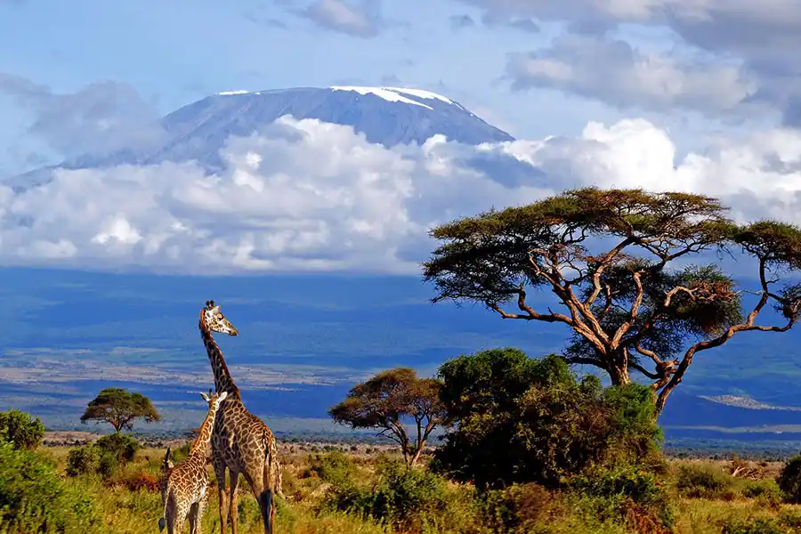 Giraffes roaming in Kilimanjaro National Park, surrounded by stunning landscapes.