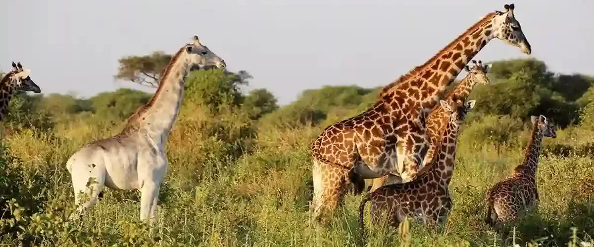 When to Go Mikumi: Witness the majestic giraffes, including the rare white giraffe, in the beautiful Mikumi National Park.