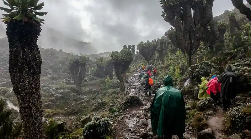 Vibrant flora and fauna in Kilimanjaro National Park during the wet season.