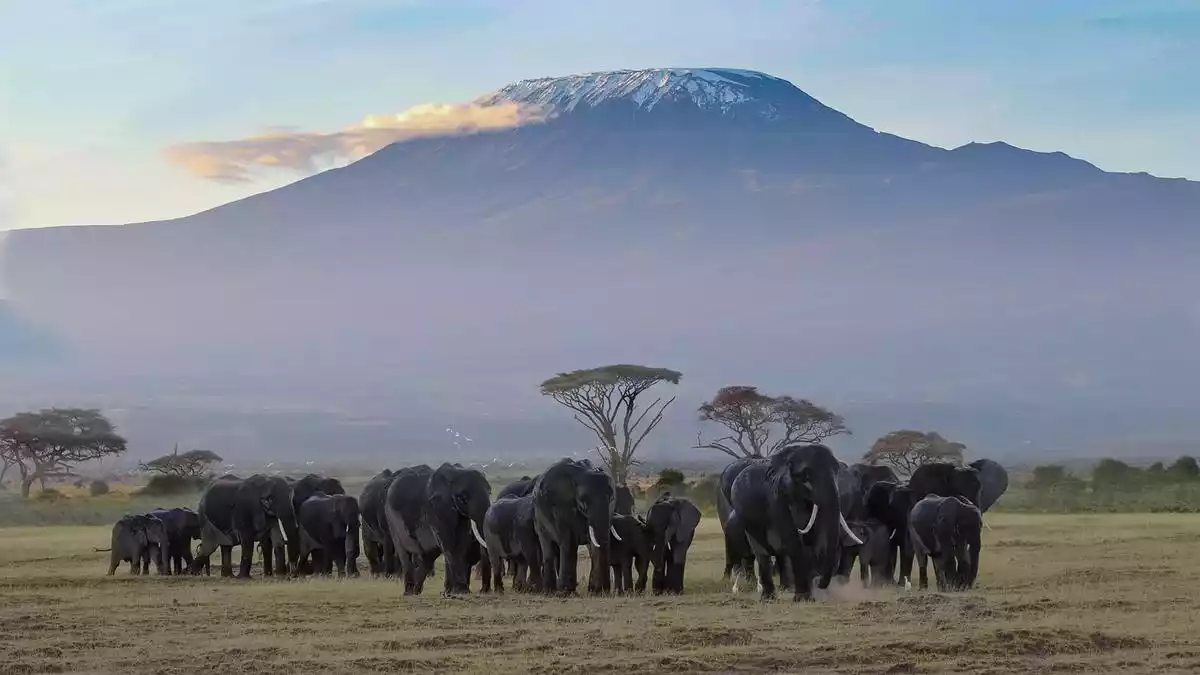 A diverse array of wildlife in the Kilimanjaro region, including elephants, giraffes, zebras, and more.