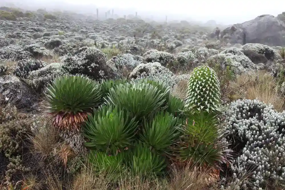 Lush green landscapes of Kilimanjaro during the wet season.