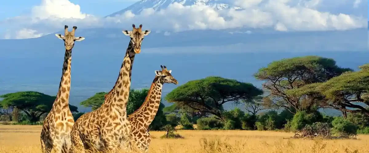 A close-up view of wildlife during a Kilimanjaro wildlife safari and day trip.