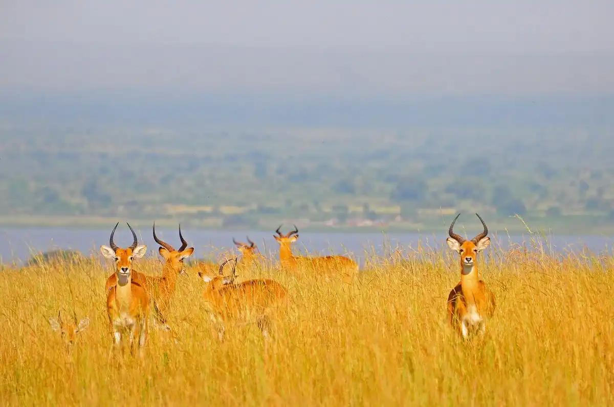 A herd of antelope grazing peacefully in the lush grasslands of Lake Manyara National Park, Tanzania.