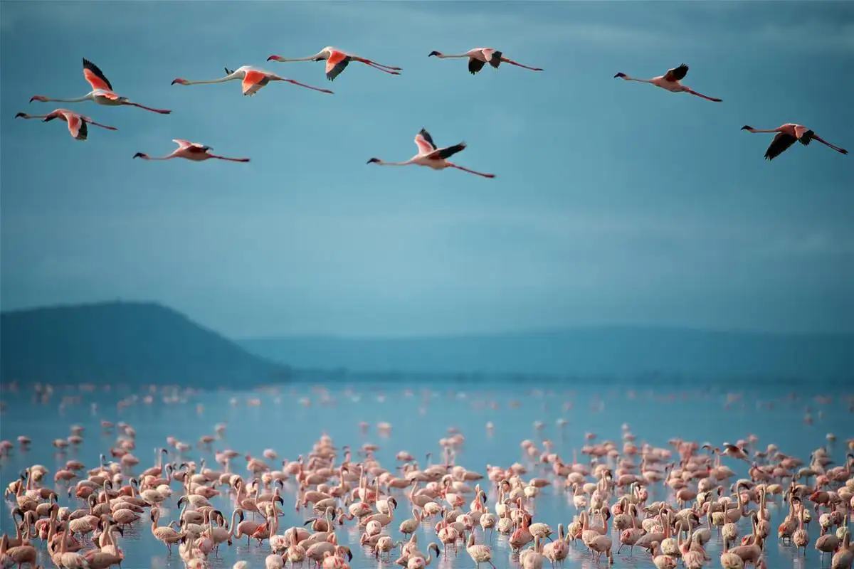A flock of migratory birds in flight during the bird migration season at Lake Manyara National Park, Tanzania.
