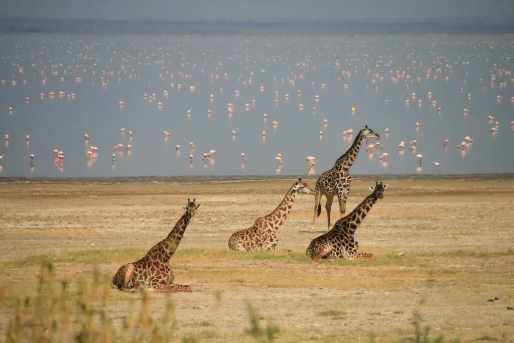Flamingos and giraffes amidst the lush green landscapes of Lake Manyara National Park during the wet season.