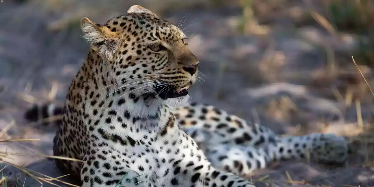 Why Go Selous Game Reserve: Leopard in Selous Game Reserve – Witness the elusive beauty of this magnificent predator