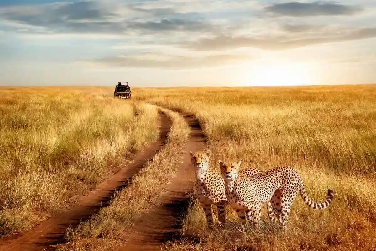 A majestic leopard in Serengeti National Park, Tanzania.