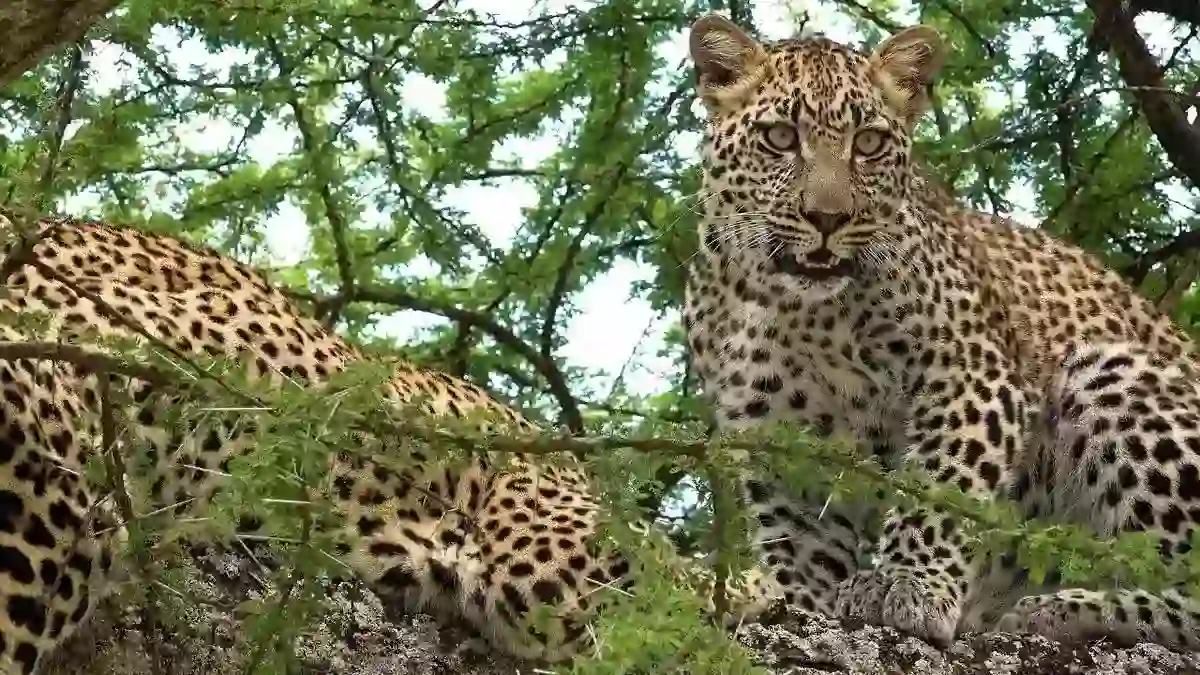 Leopards resting in a tree in Serengeti National Park, showcasing their tree-climbing behavior.