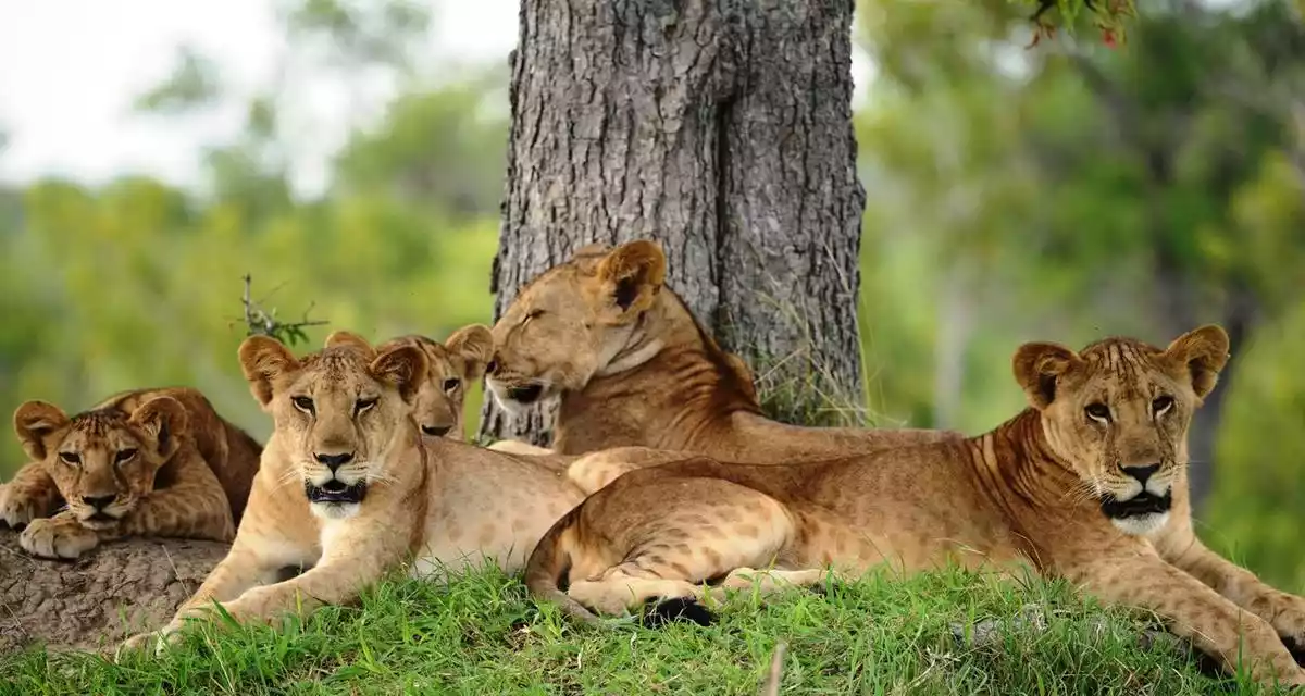 Lions in their natural habitat at Selous Game Reserve – Tanzania's Premier Wildlife Destination