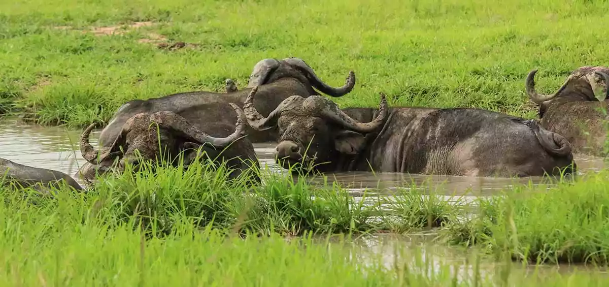 A herd of buffalos near a river in Mikumi National Park.