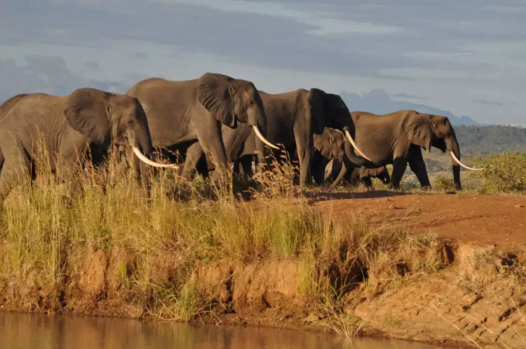 Group of Elephants in Mikumi National Park