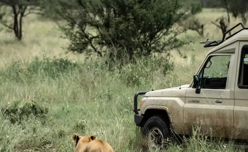 Encounter the King of the Savannah: Lion in Mikumi National Park