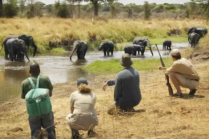 A group of elephants at a watering hole in Mikumi National Park, surrounded by lush greenery.