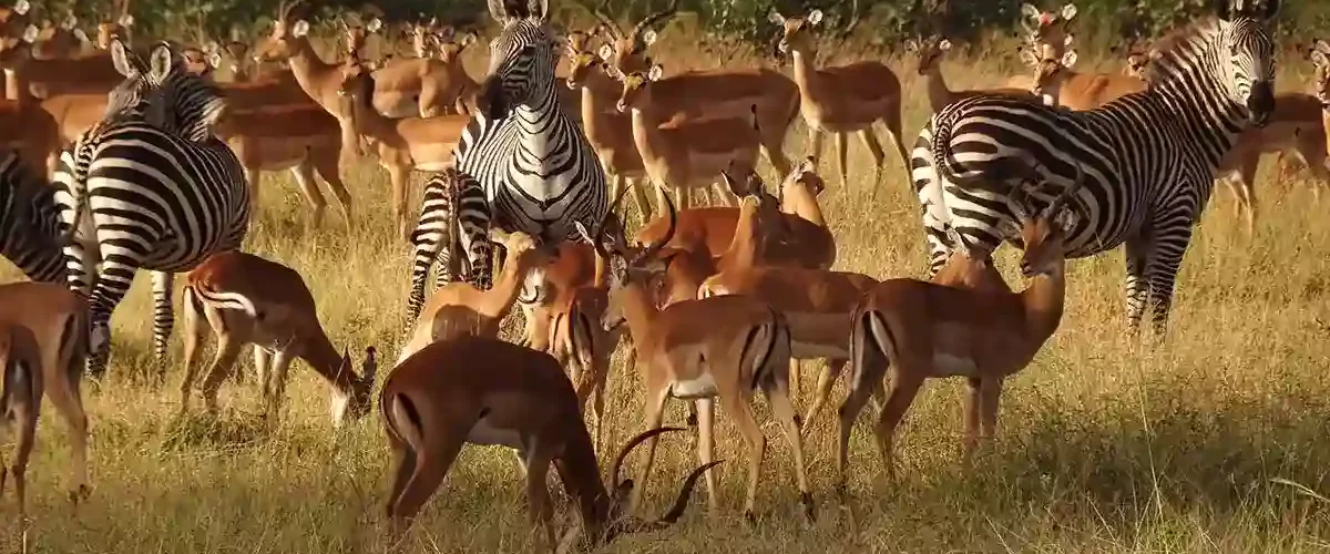 Mikumi Travel Advice: A group of zebra and impala grazing peacefully in Mikumi National Park, surrounded by lush vegetation.