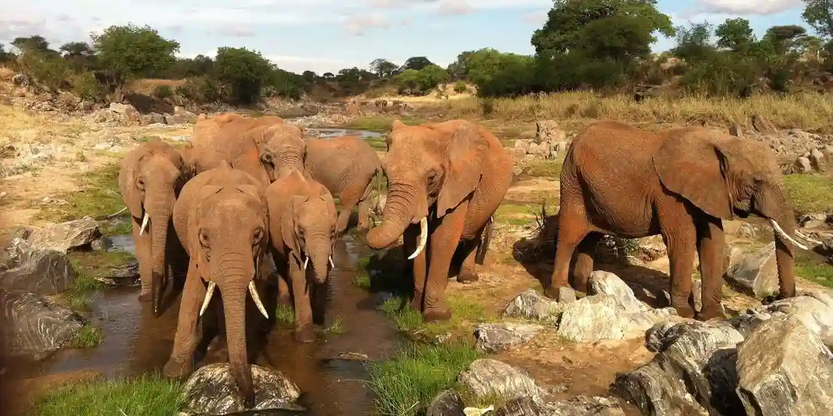 Elephants in Mikumi National Park - JM Tours