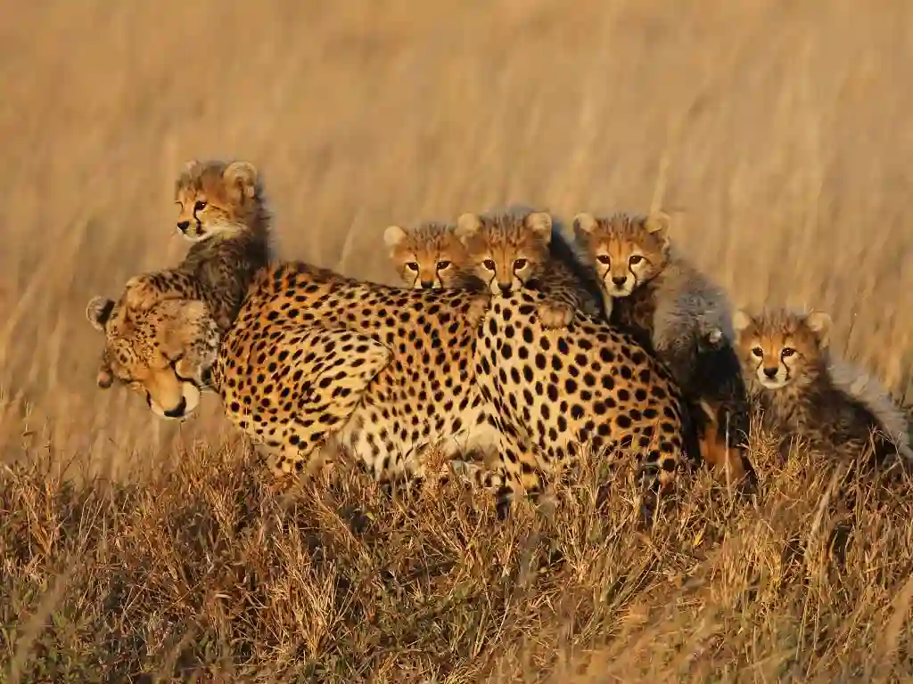 Cheetah and Cubs in Tarangire National Park
