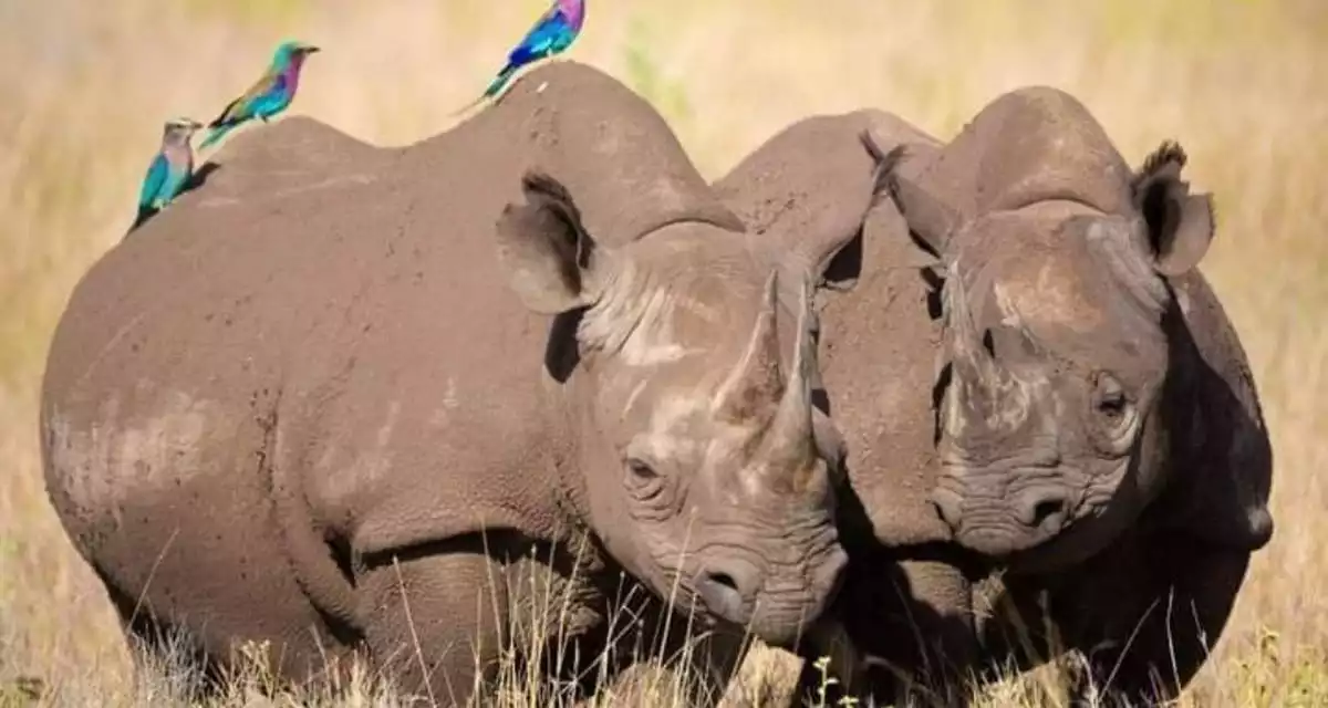 A pair of rhinos grazing in Serengeti National Park, Tanzania.