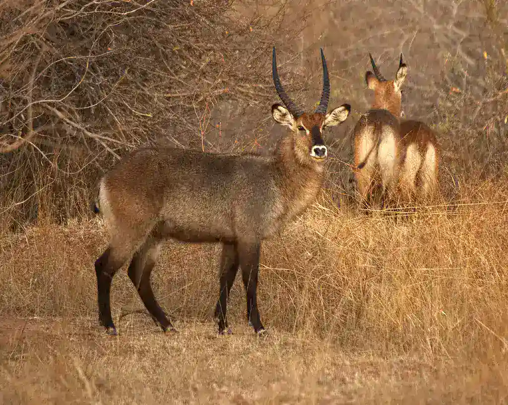 Ruaha National Park: Experience the Untamed Beauty of African Wildlife with JM Tours