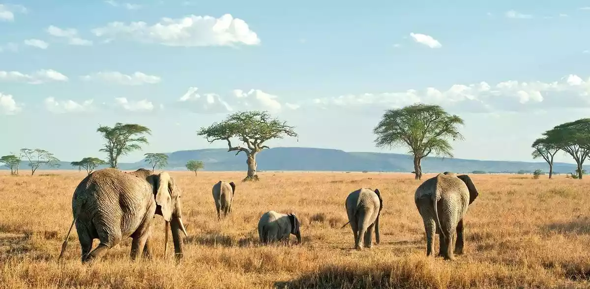 Selous Cultural Sensitivity – Embrace respectful interactions with local communities in Tanzania.