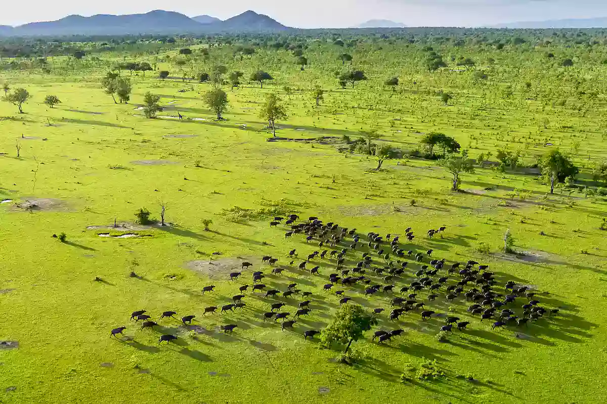 Selous Game Reserve in the Wet Season – Witness the lush beauty of Tanzania's wildlife sanctuary.