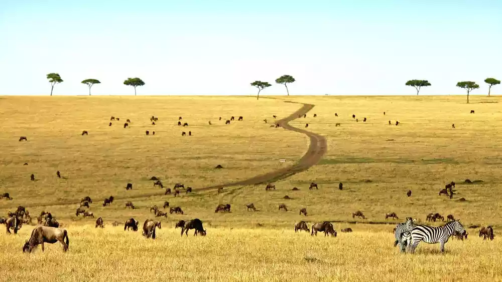 Wildebeest and Zebra in Selous Game Reserve – A captivating landscape of Tanzania's wildlife sanctuary.