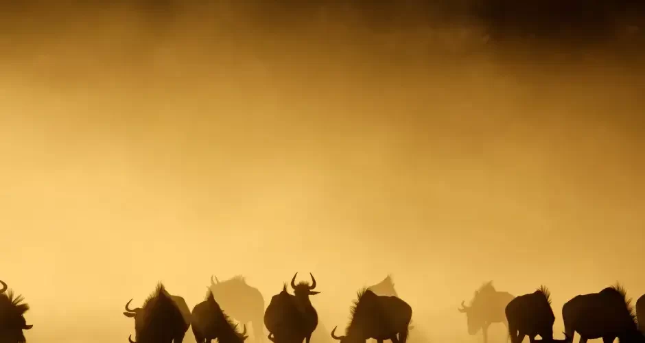 Wildebeest Great Migration in Tanzania - Nature's Spectacle with JM Tours