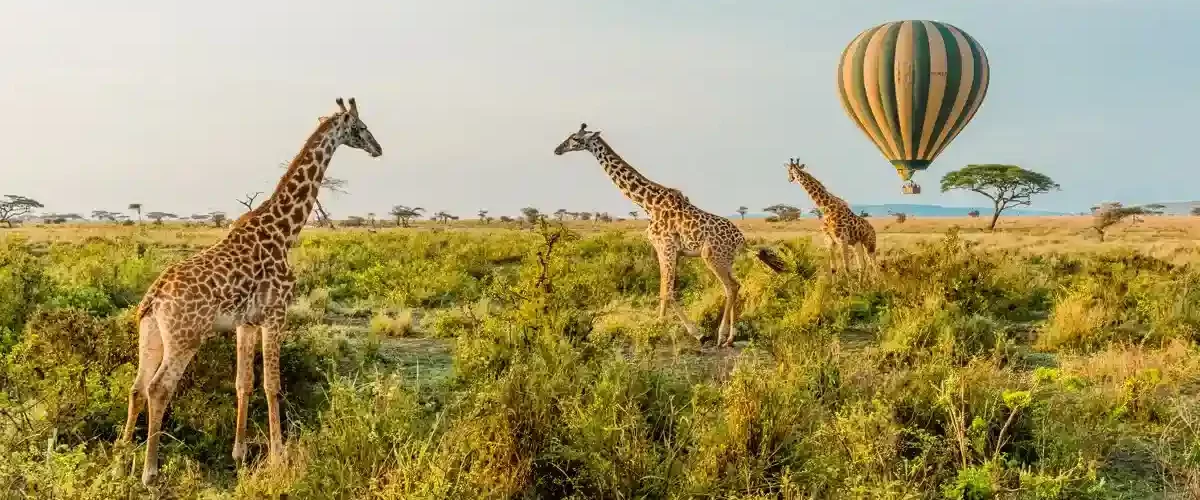Get to know Serengeti Travel Advice. A Comprehensive Guide to Safaris, Wildlife, and Memorable Experiences for Nature Lovers.