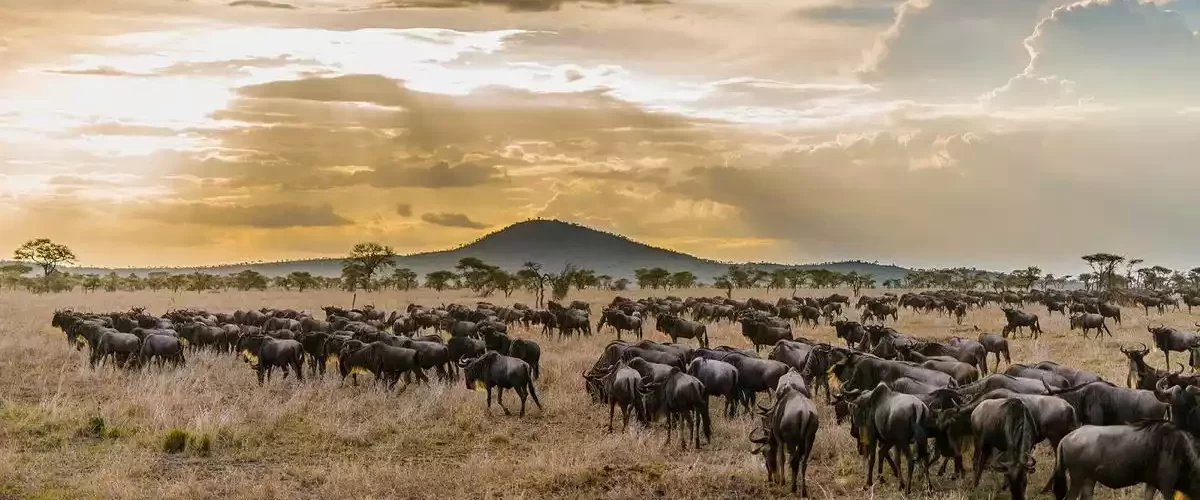 Mesmerizing Serengeti Wildebeest Migration - JM Tours