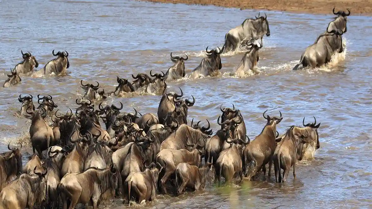 A massive wildebeest migration crossing the plains of Serengeti National Park.