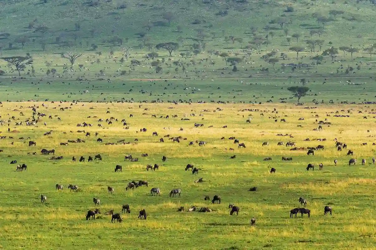 A diverse array of wildlife species in Serengeti National Park, showcasing the biodiversity of the region.