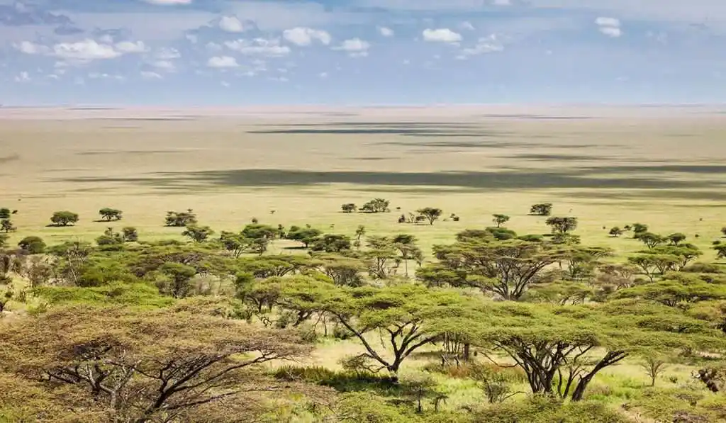 Lush green landscapes of Serengeti National Park during the wet season.