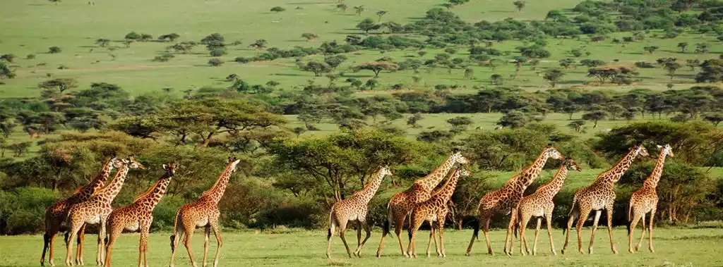 A group of giraffes in the stunning landscapes of Mikumi National Park.