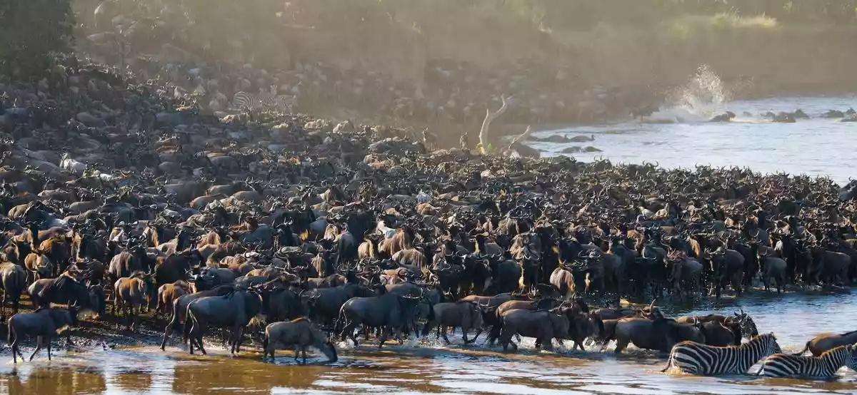 Tanzania Travel Guide - Witness Wildebeest and Zebra Migration with JM Tours