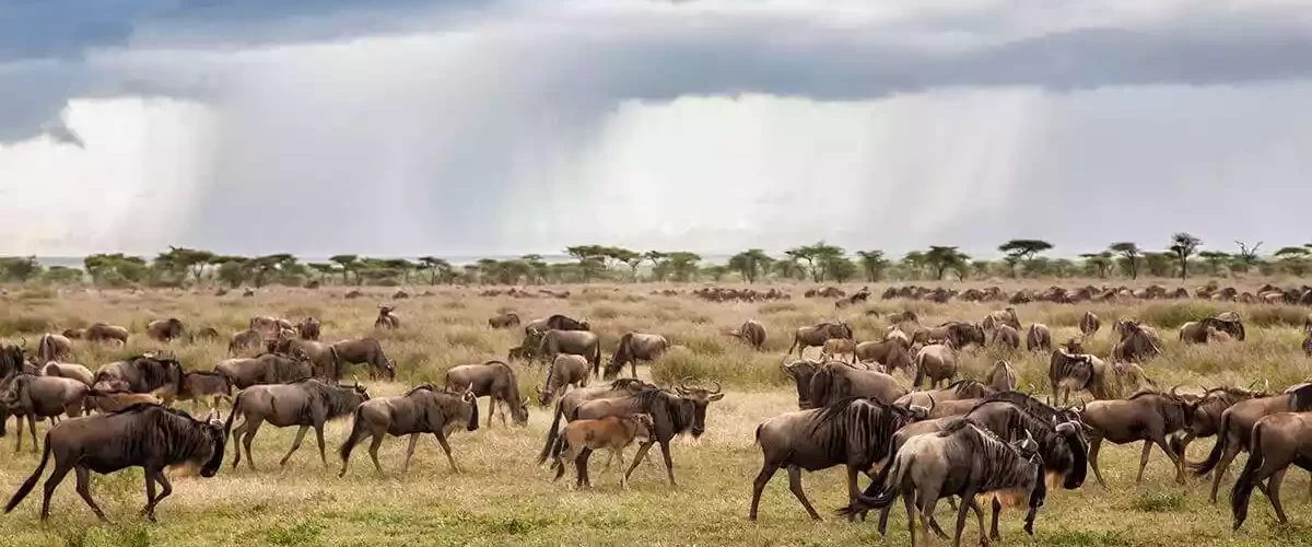 Wildebeest Migration in Ngorongoro National Park - Tanzania Safari in March with JM Tours