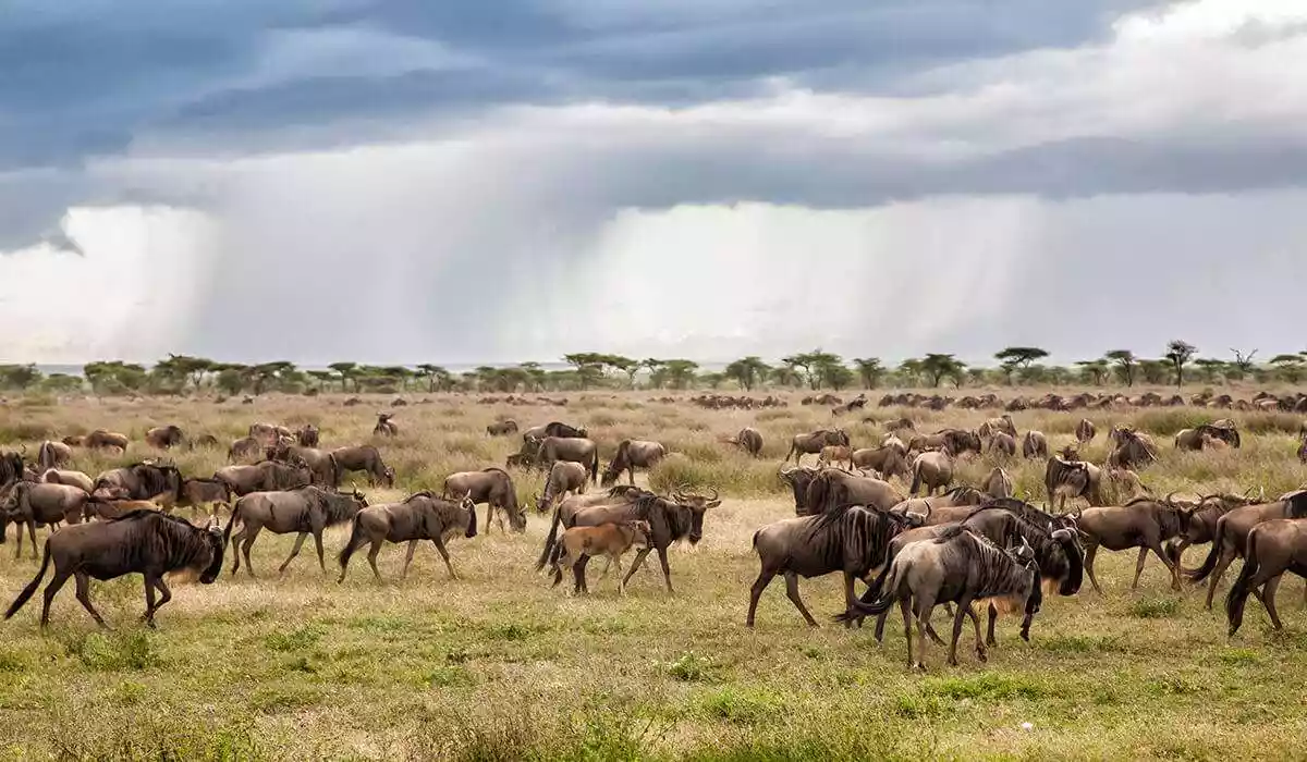 Wildebeest Migration in Ngorongoro National Park - Tanzania Safari in March with JM Tours