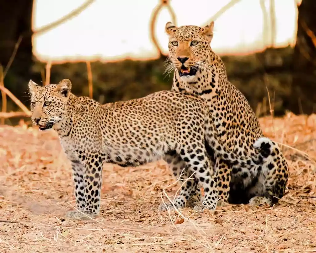 Thrilling Tanzania Safari in February: Spotting Leopards