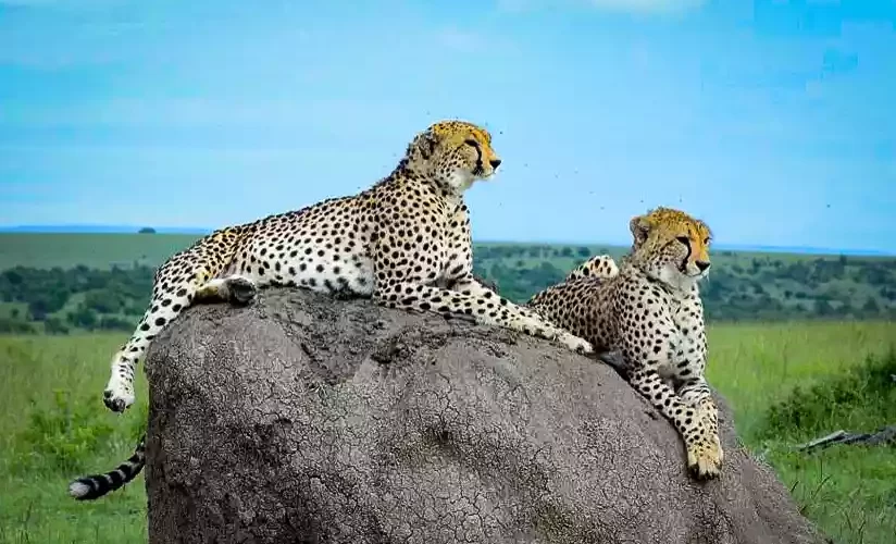 Why Go Mikumi National Park: Uncover the Wonders of Nature with JM Tours
