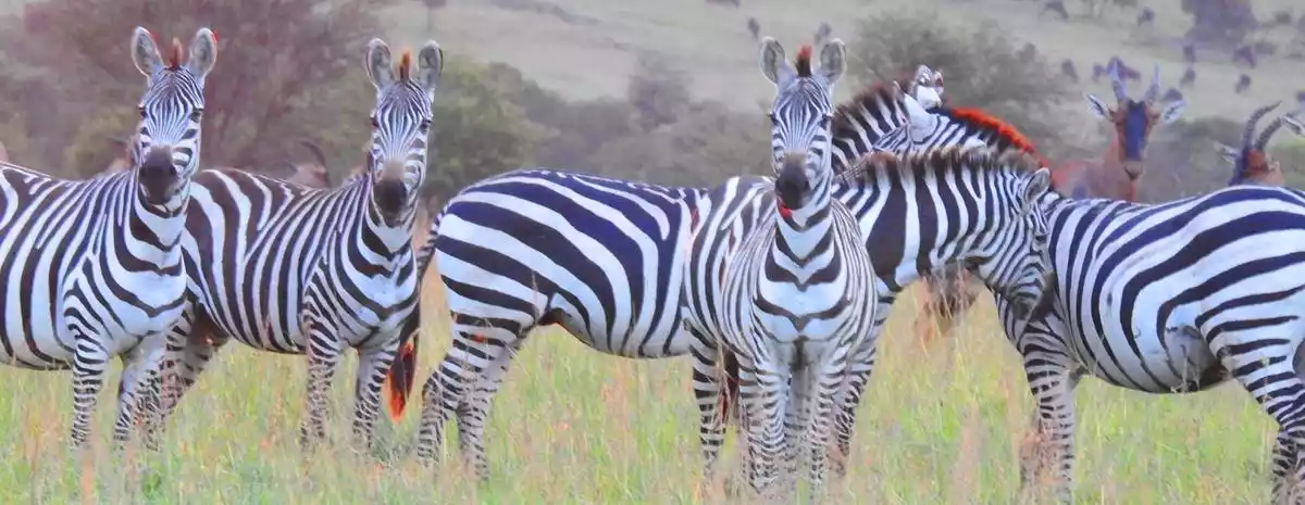 A group of zebras in Mikumi National Park during the wet season
