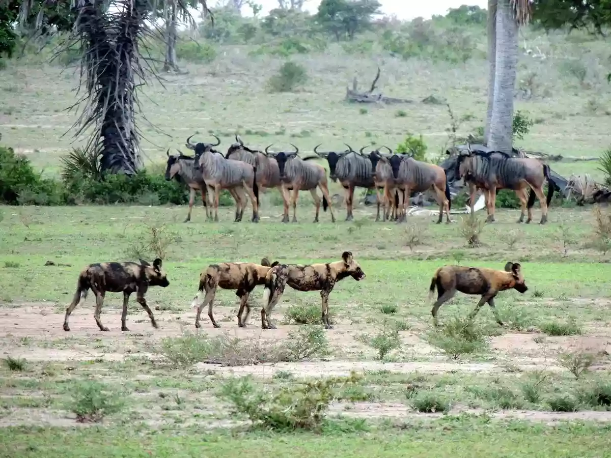 Wild dogs and black-bearded wildebeest in Selous Game Reserve – A captivating wildlife encounter.