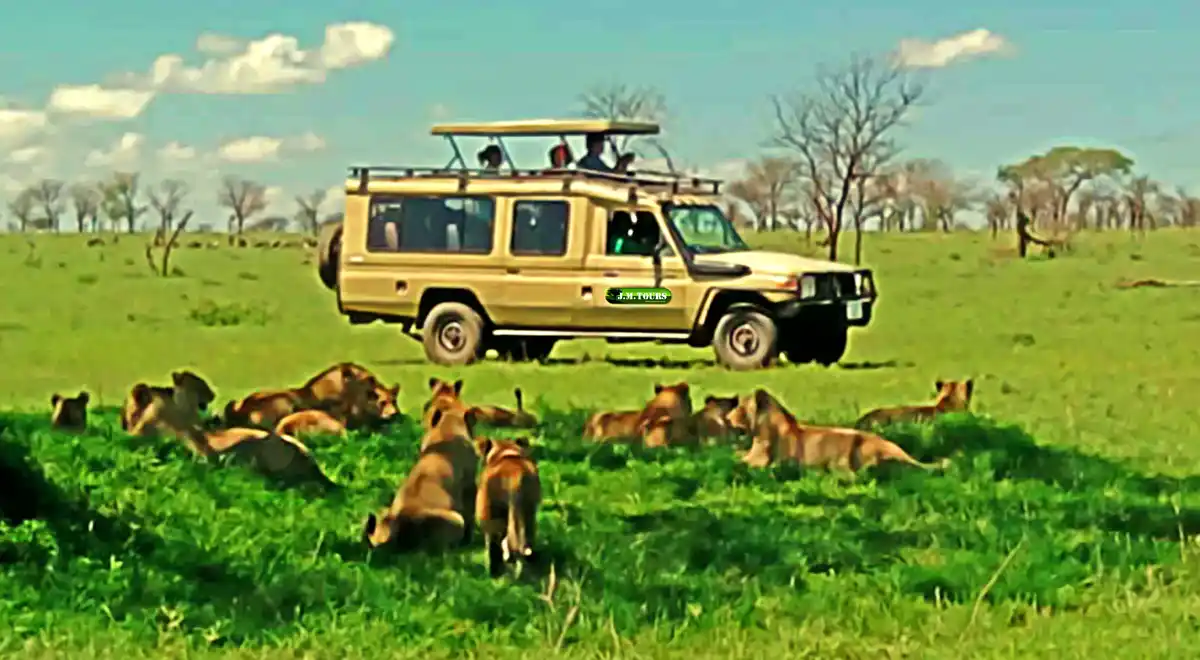 Tourist in JM Tours Cruiser: Lion Encounter at Lake Manyara National Park