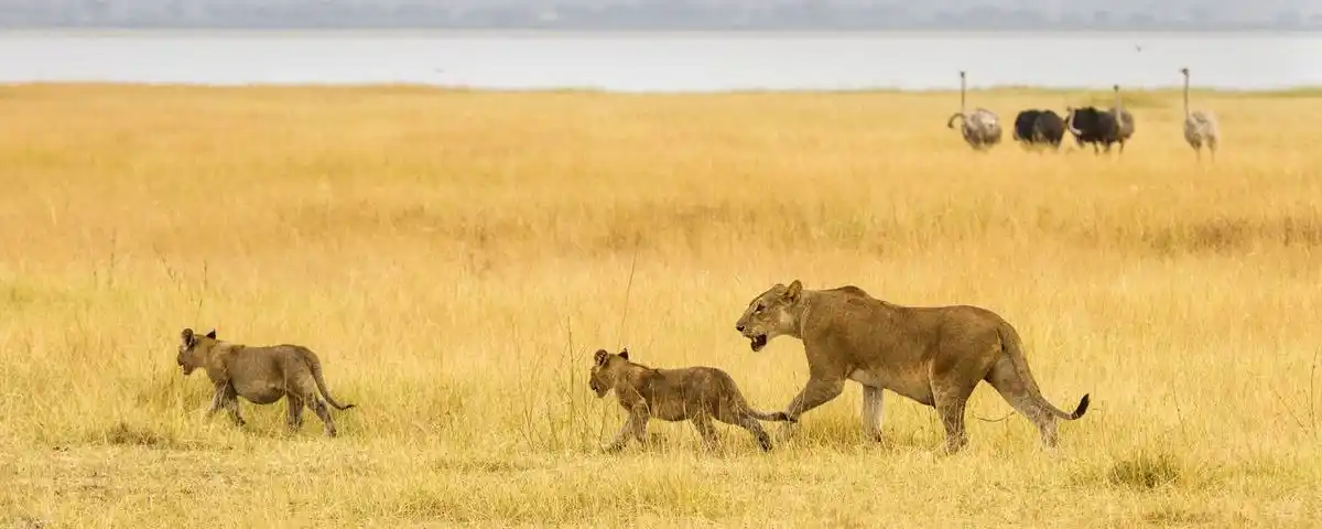 Safari Tour