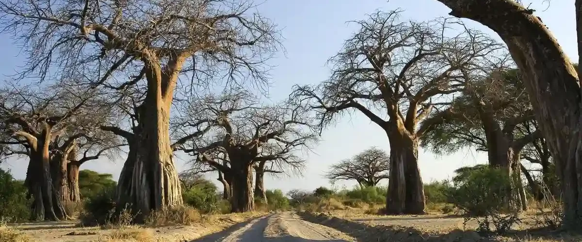 Tanzania Safari in June: Majestic Baobab Tree in Ruaha National Park