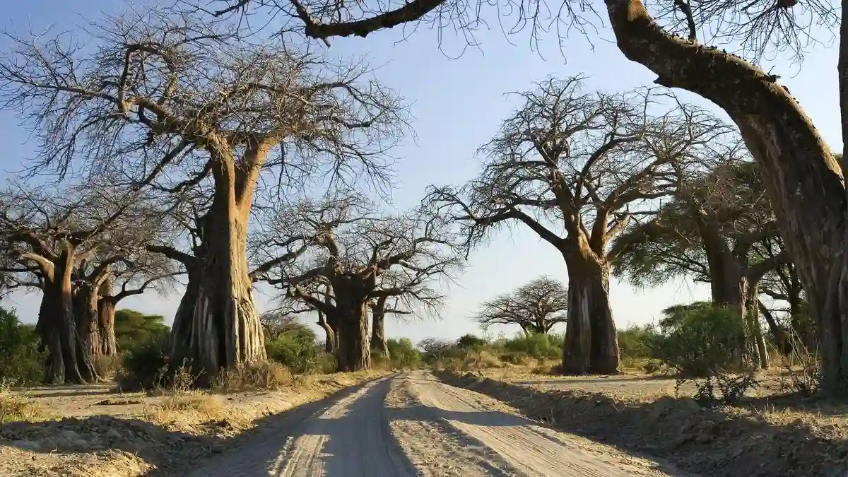Tanzania Safari in June: Majestic Baobab Tree in Ruaha National Park