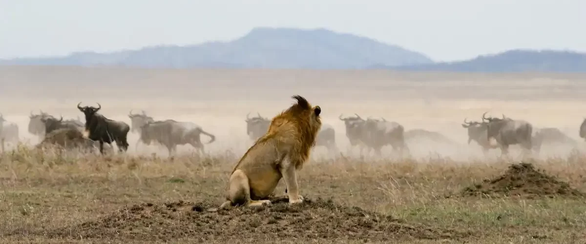 Thrilling Tanzania Safari in May: Lions hunting wildebeest in Serengeti National Park.